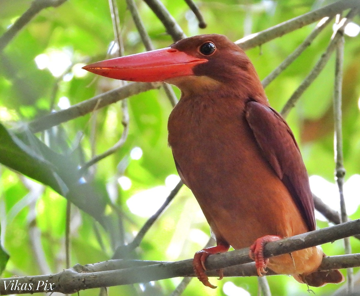 Ruddy Kingfisher - ML568617331