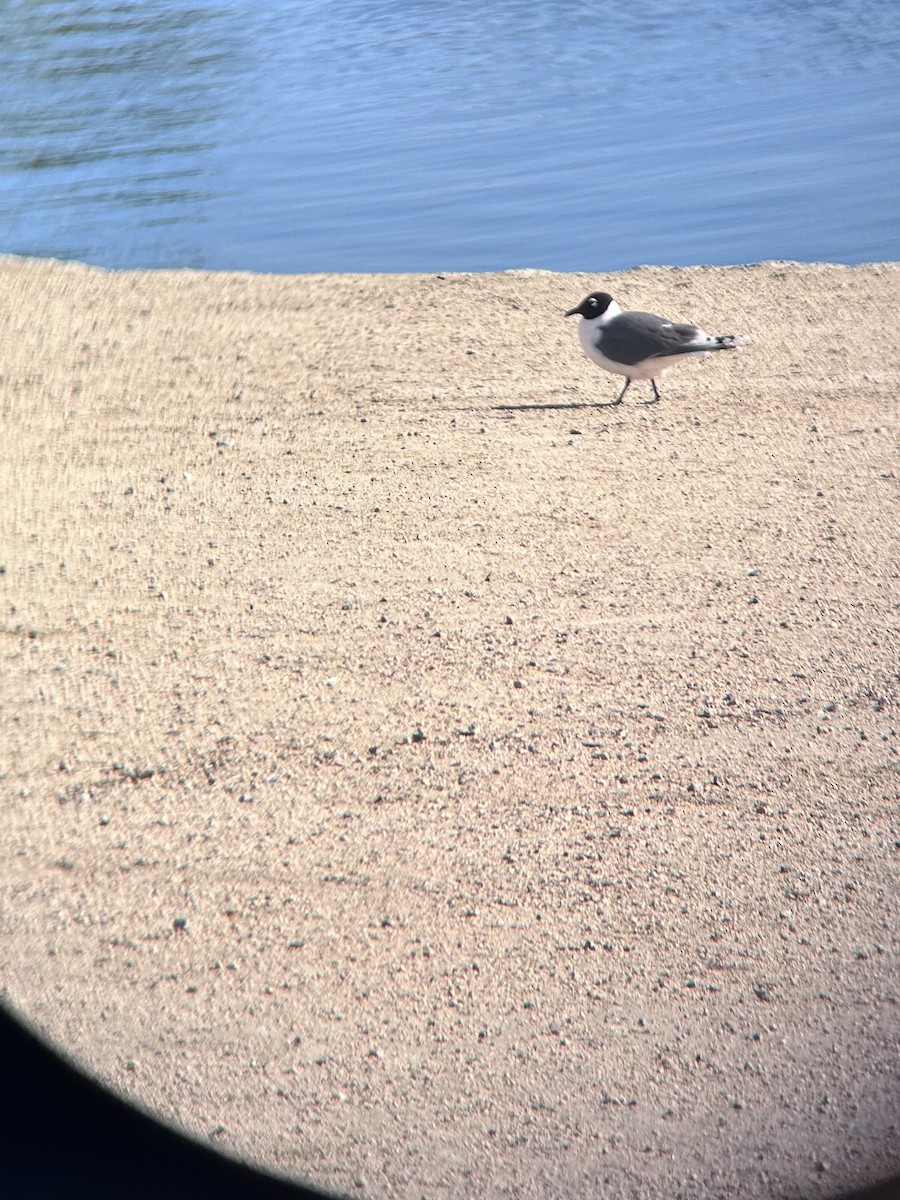 Franklin's Gull - ML568617671