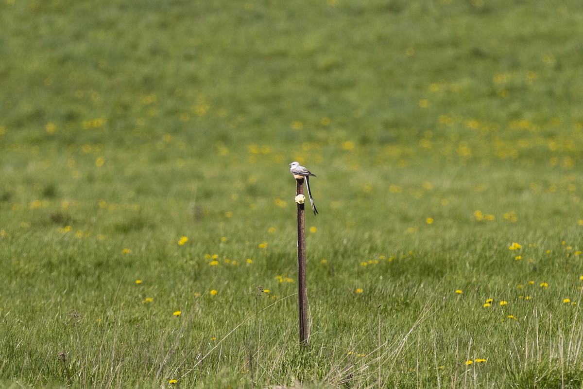 Scissor-tailed Flycatcher - ML568617701