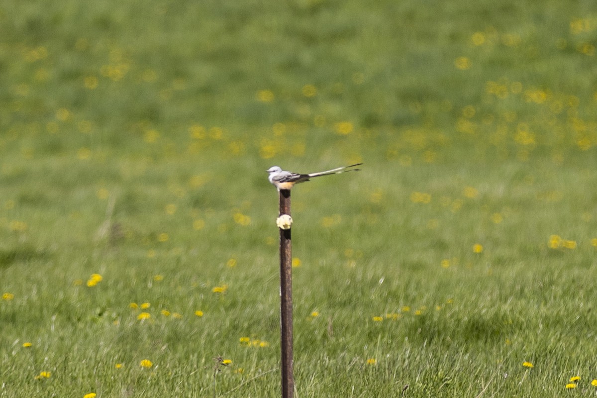 Scissor-tailed Flycatcher - ML568617731