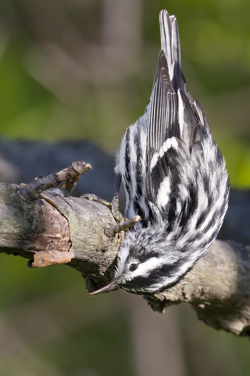 Black-and-white Warbler - ML568618051