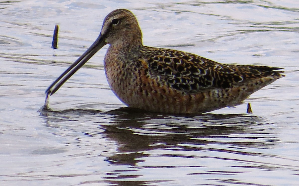 Long-billed Dowitcher - ML568620321
