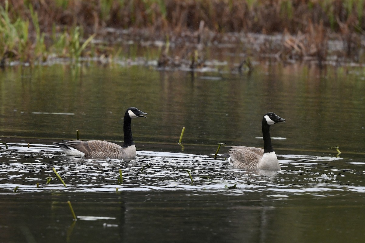 Canada Goose - ML568624631