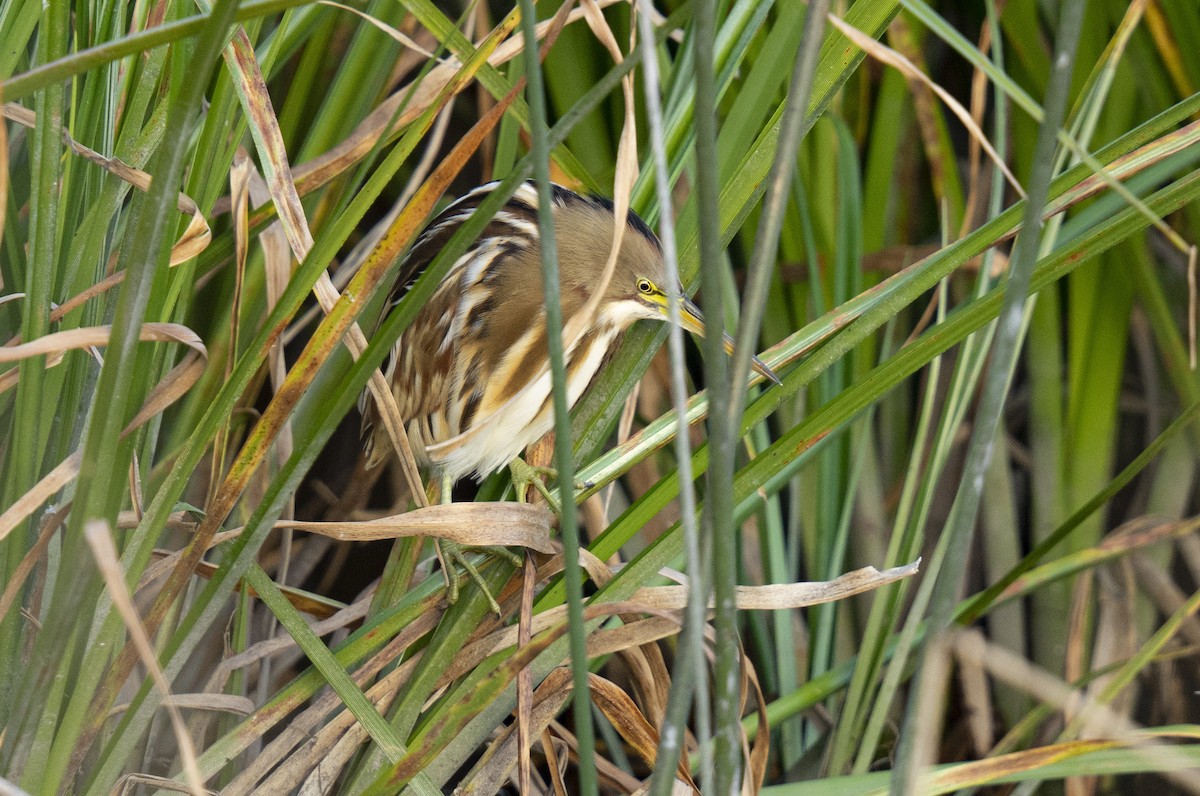 Stripe-backed Bittern - Angélica Almonacid