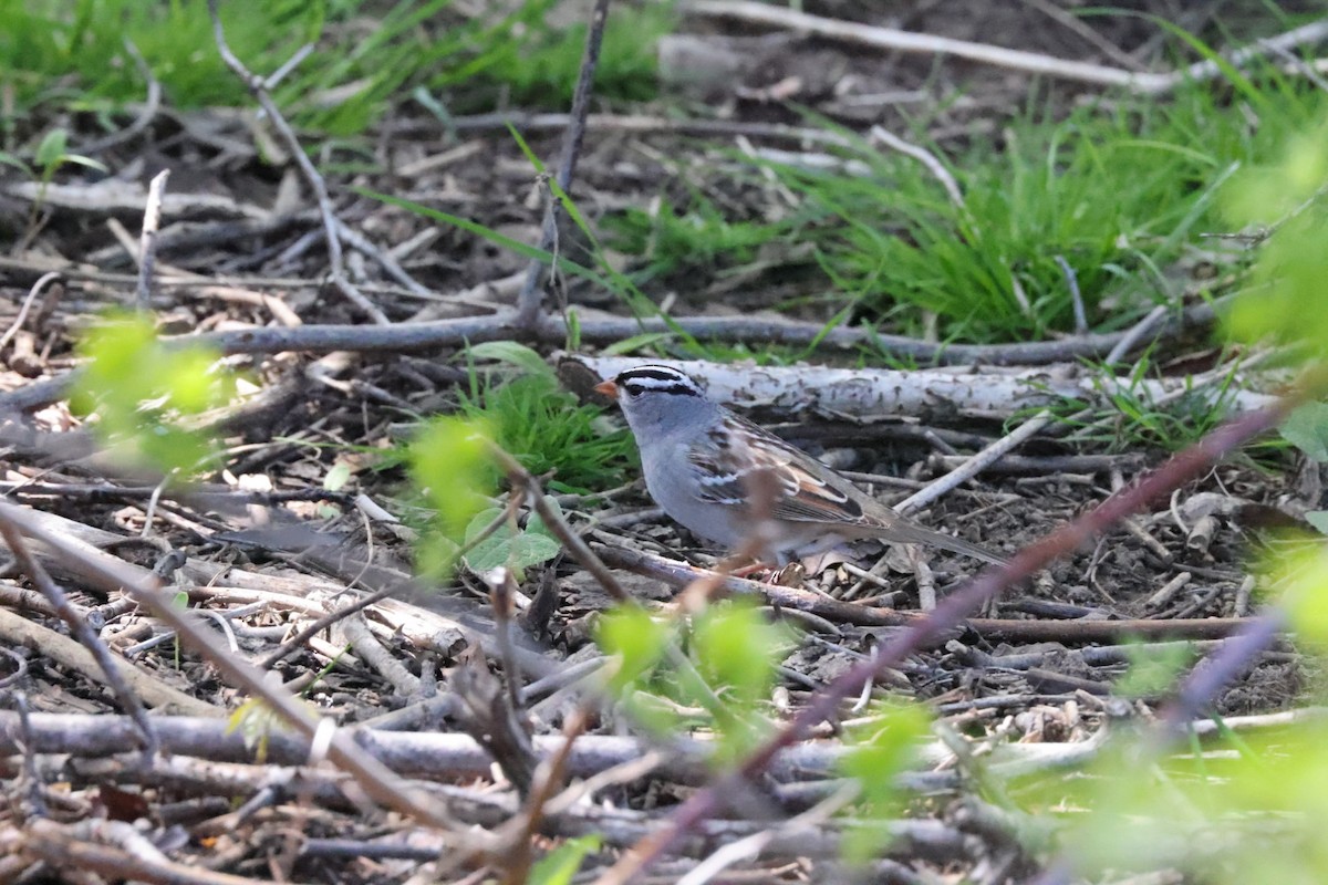 White-crowned Sparrow - ML568625141