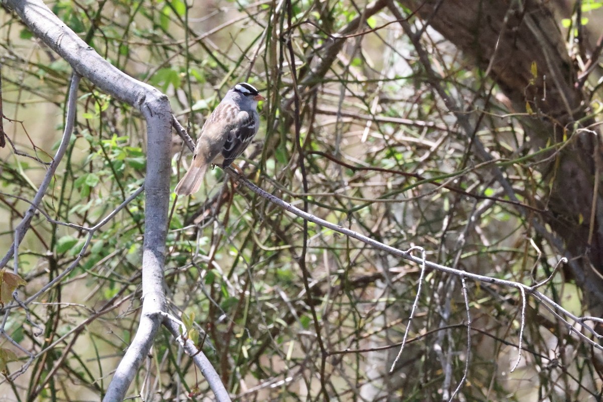 White-crowned Sparrow - ML568625161