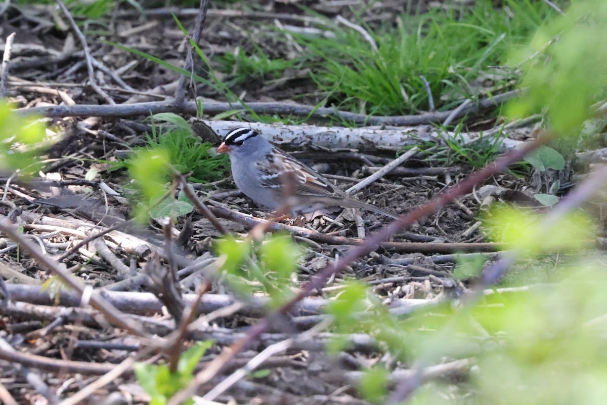 White-crowned Sparrow - ML568625171
