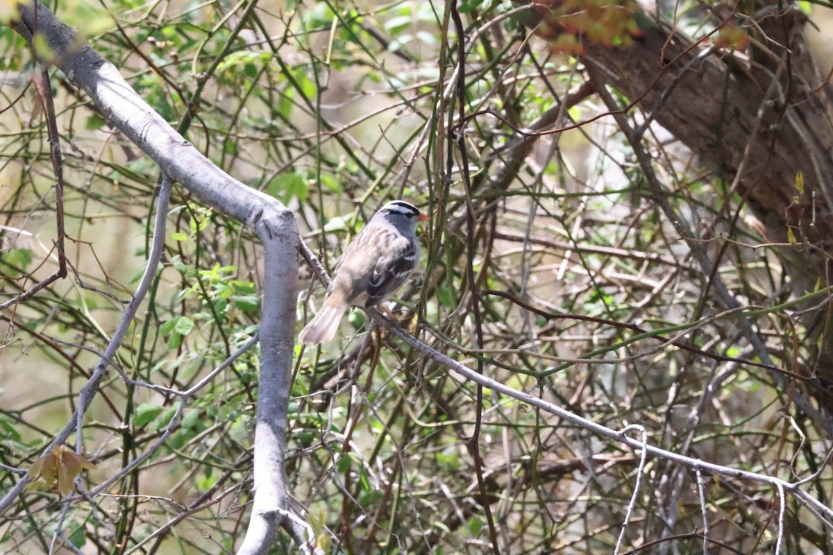 White-crowned Sparrow - ML568625181
