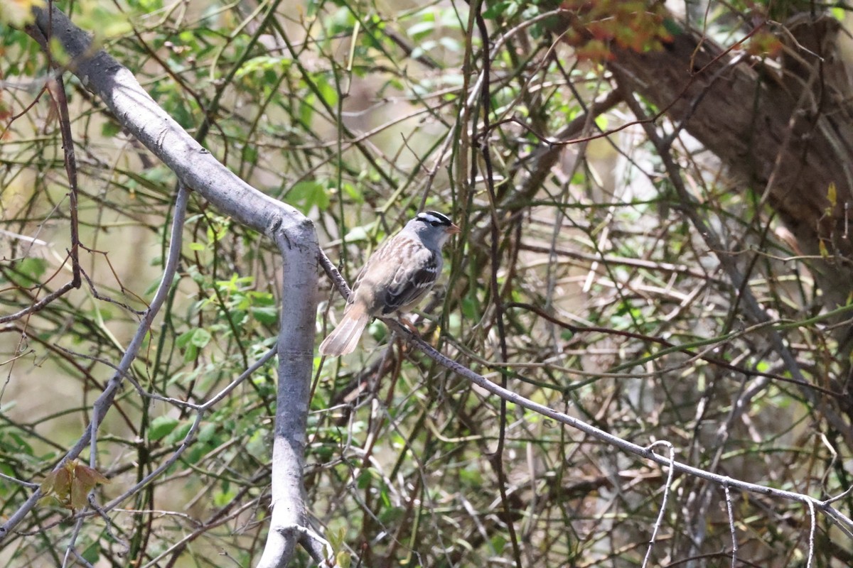 White-crowned Sparrow - ML568625191