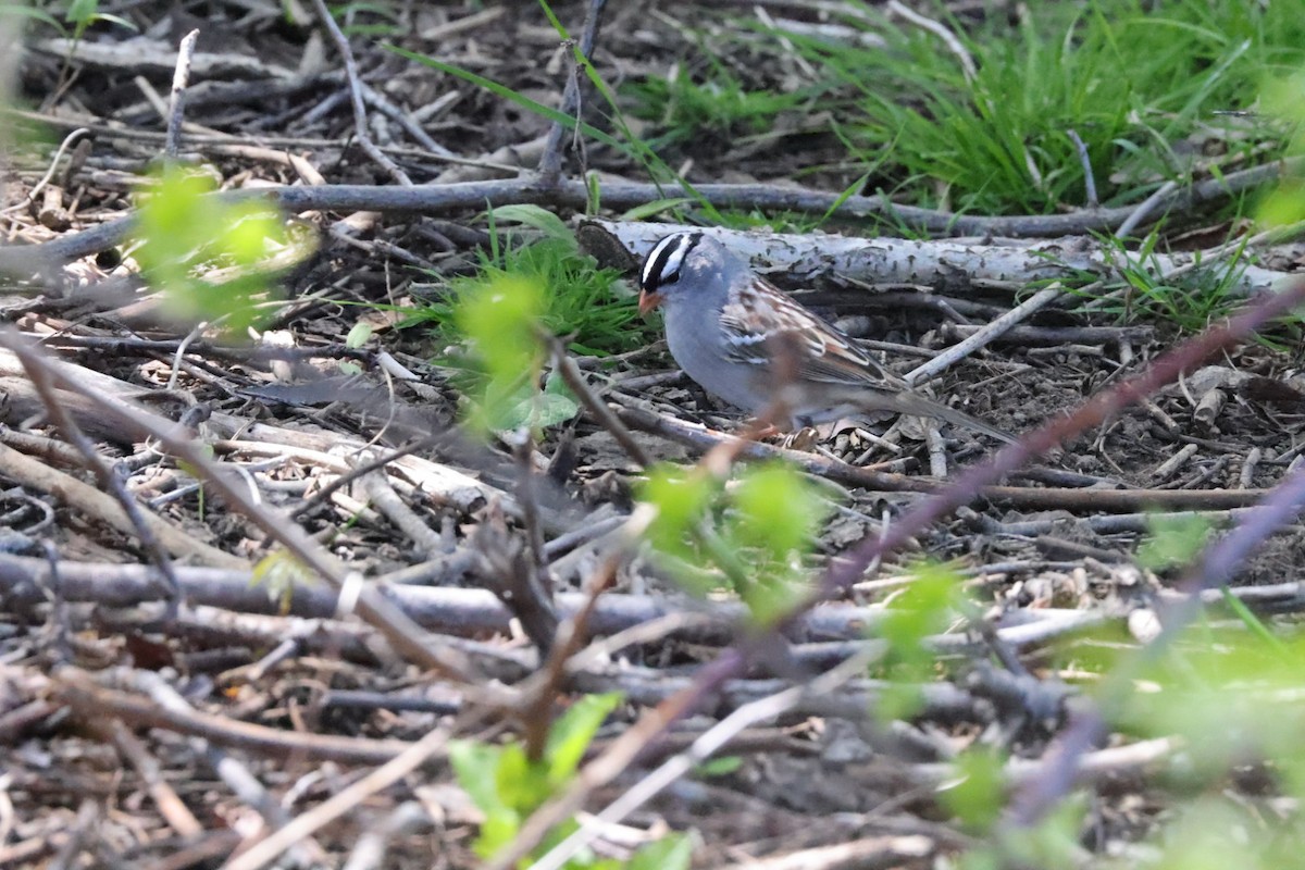 White-crowned Sparrow - ML568625211