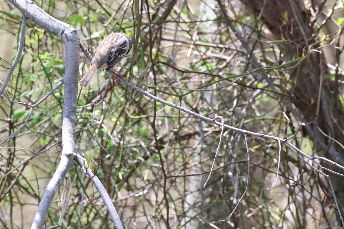 White-crowned Sparrow - ML568625231