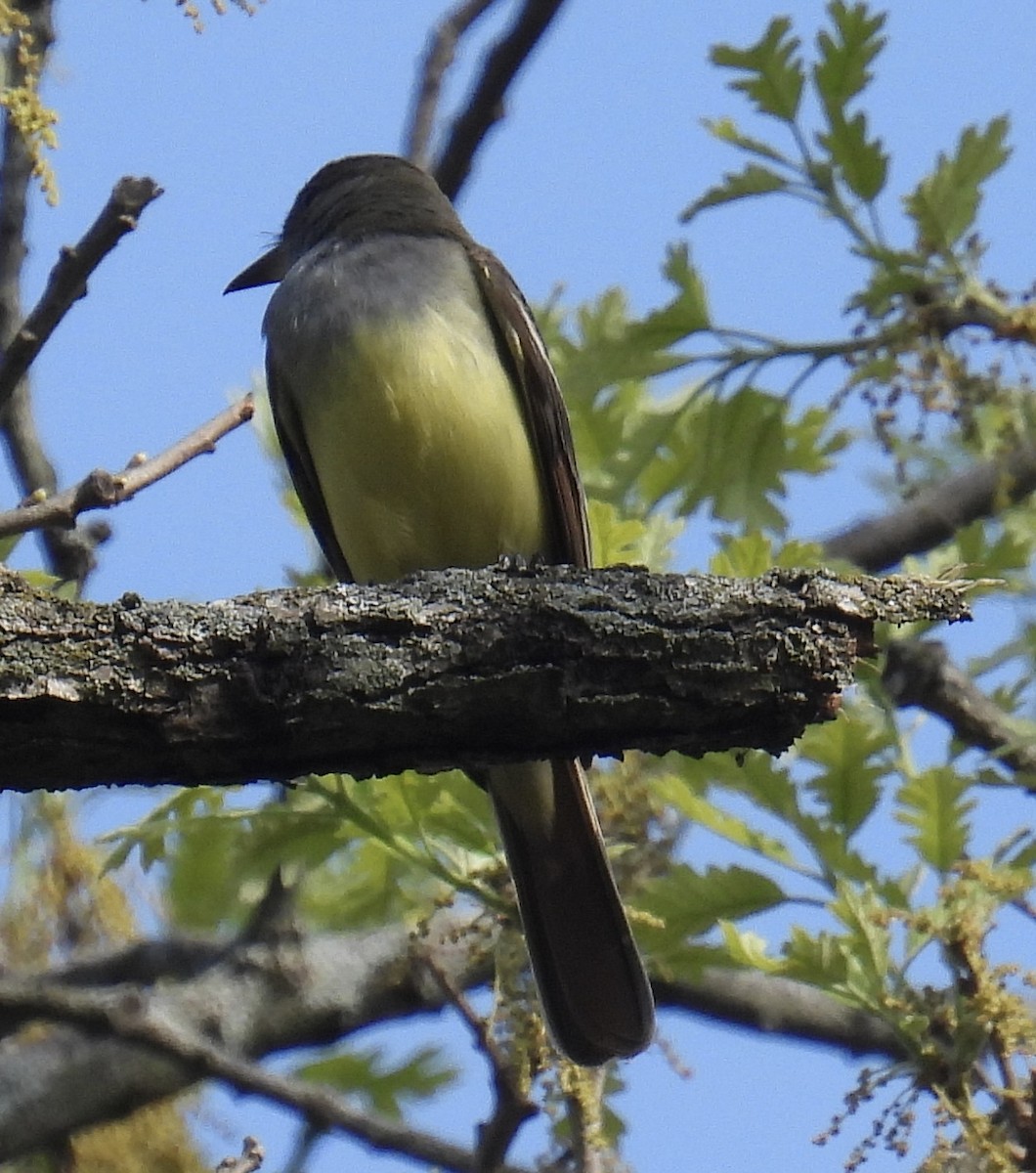 Great Crested Flycatcher - ML568627191