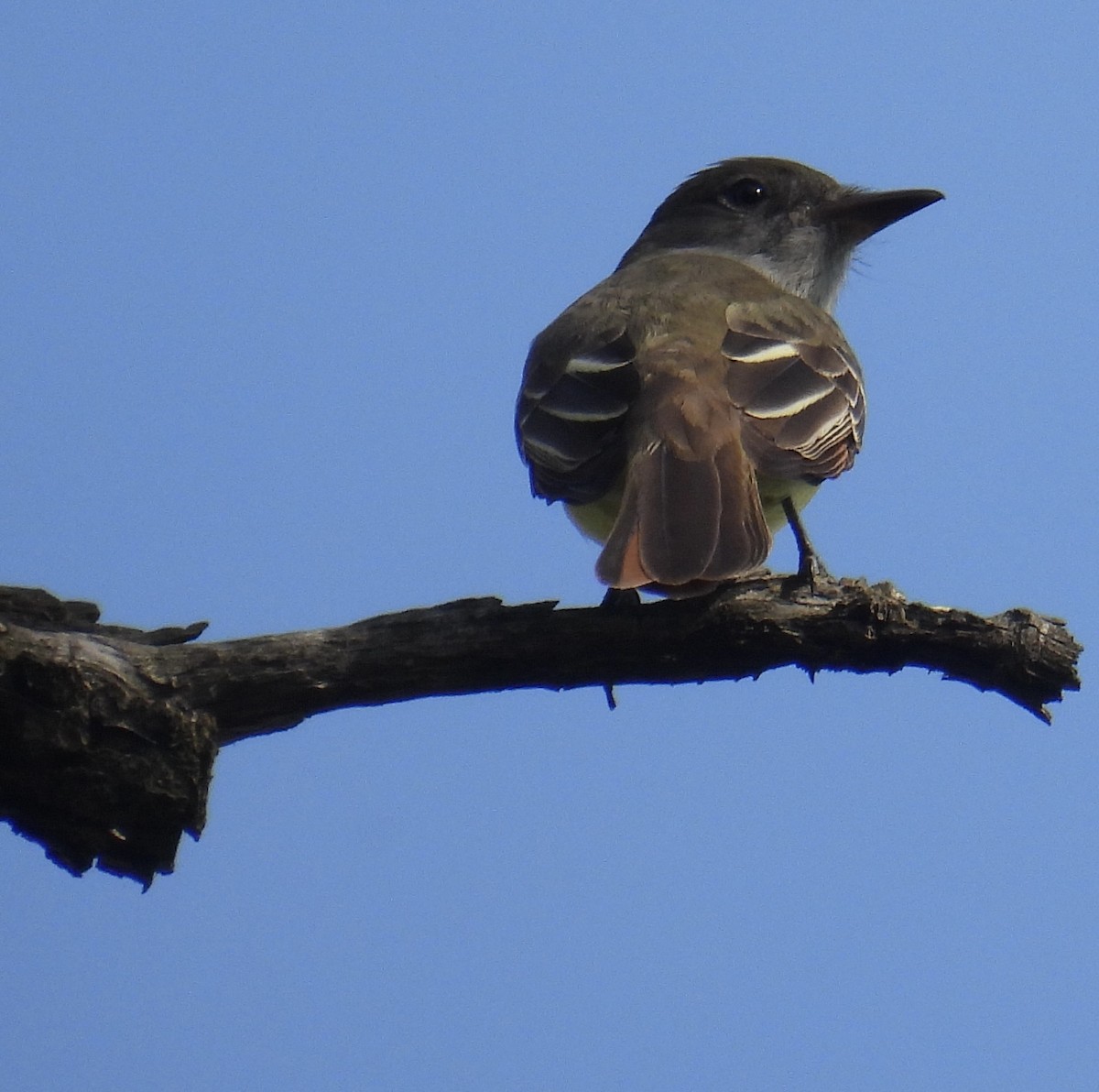 Great Crested Flycatcher - ML568627201