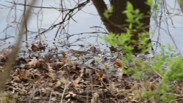 Northern Waterthrush - ML568628801