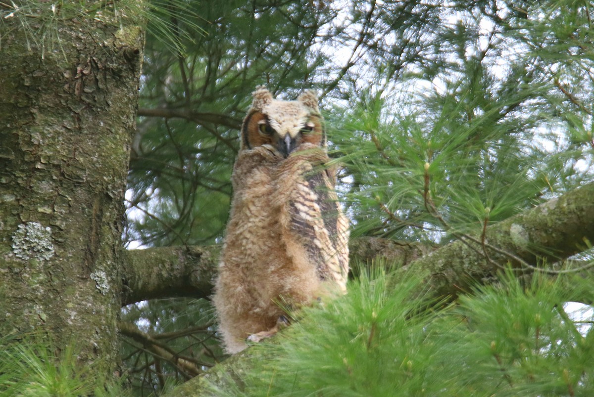 Great Horned Owl - ML568629511