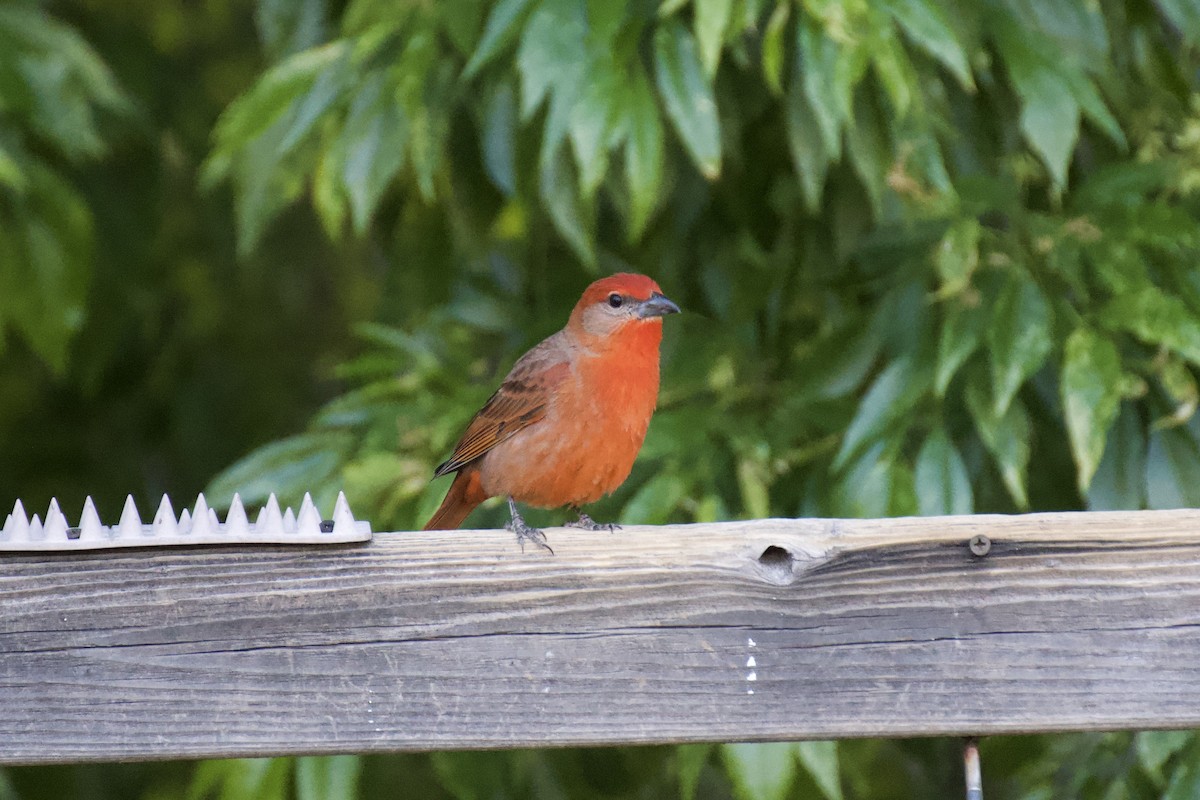 Hepatic Tanager - Ali Hassan