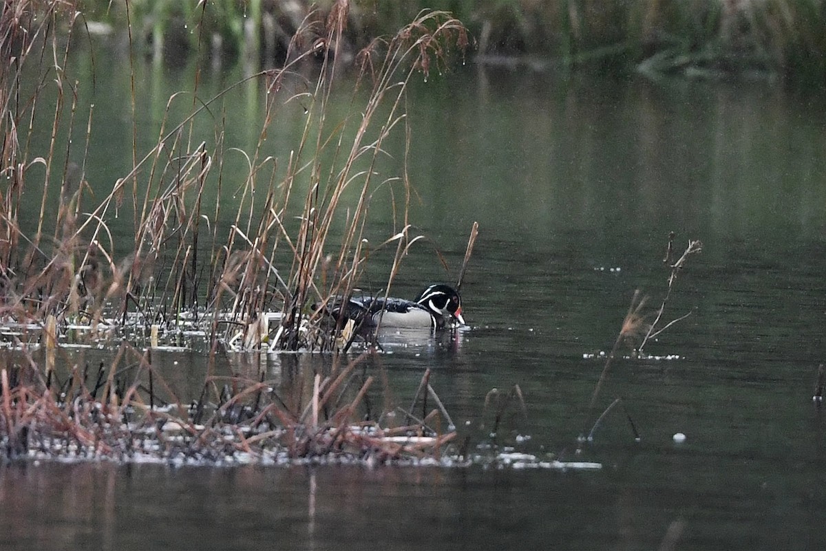 Wood Duck - ML568630241