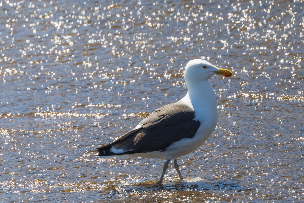 Great Black-backed Gull - ML568630521