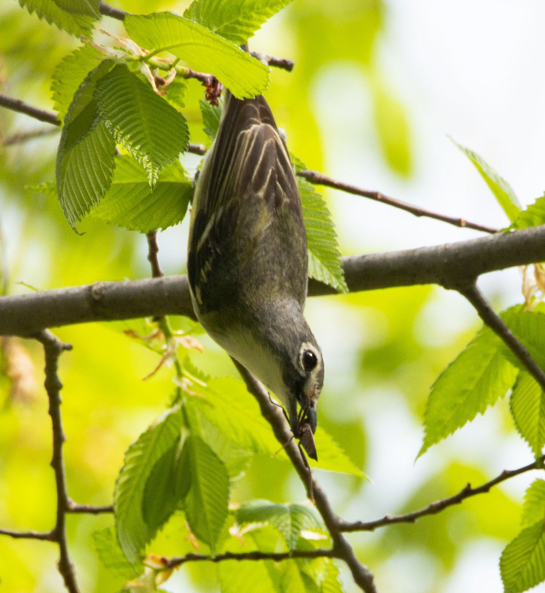 Mavi Başlı Vireo - ML568631631