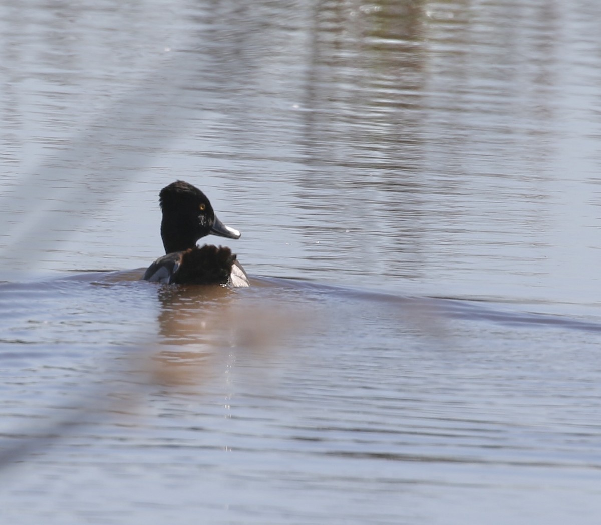 Ring-necked Duck - ML568631811