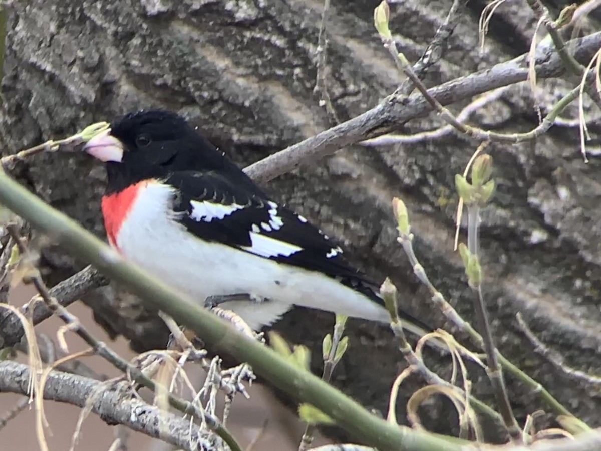 Rose-breasted Grosbeak - ML568632061