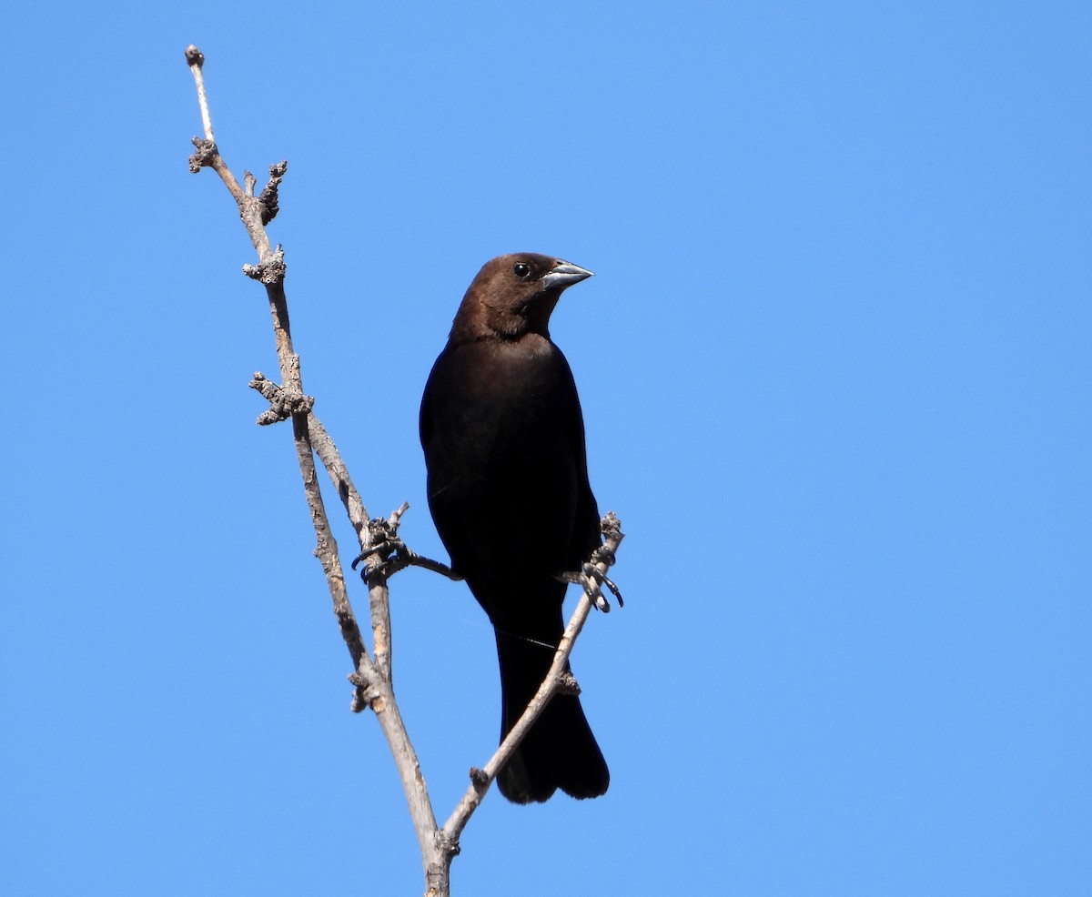 Brown-headed Cowbird - Mary Tannehill