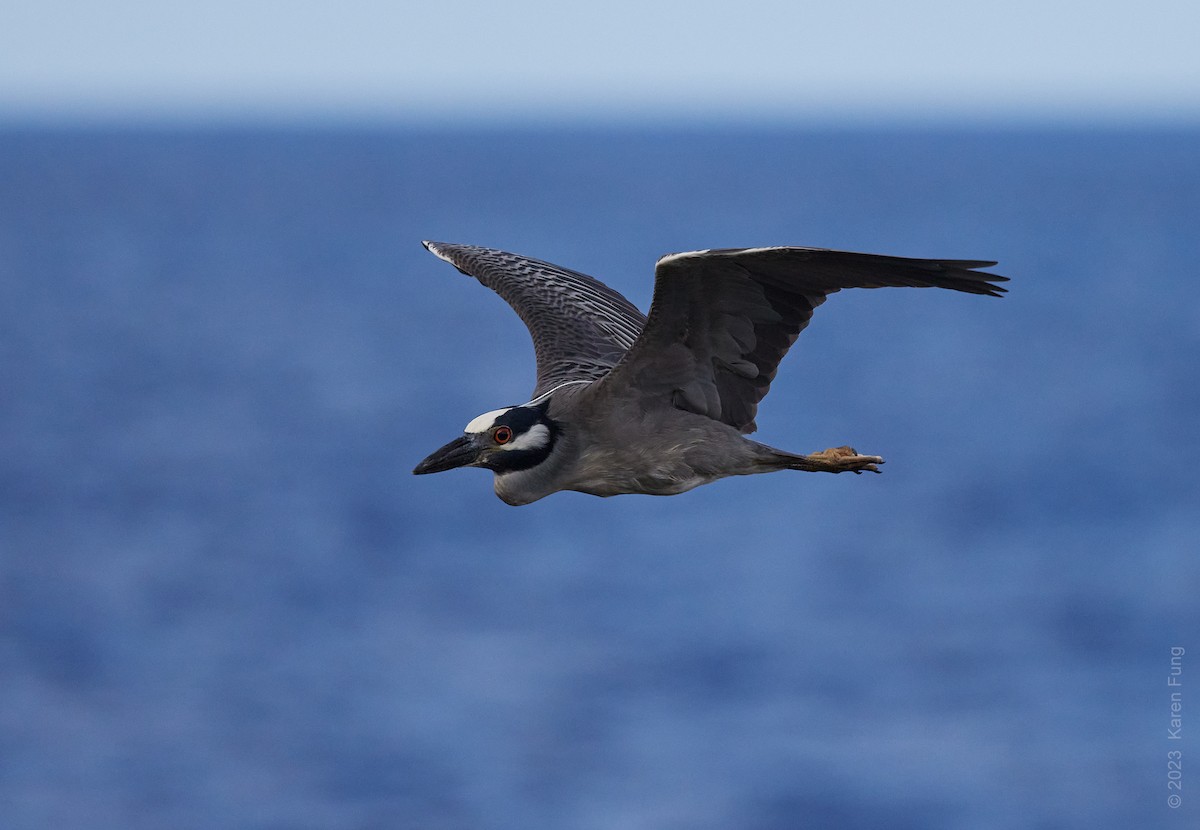 Yellow-crowned Night Heron - ML568636501