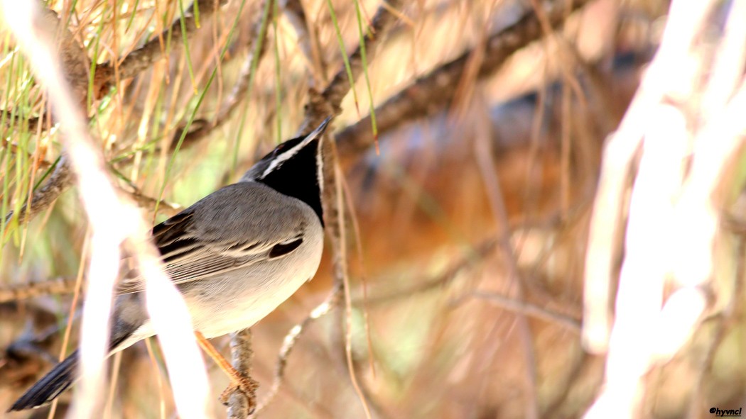 Rüppell's Warbler - ML56863721