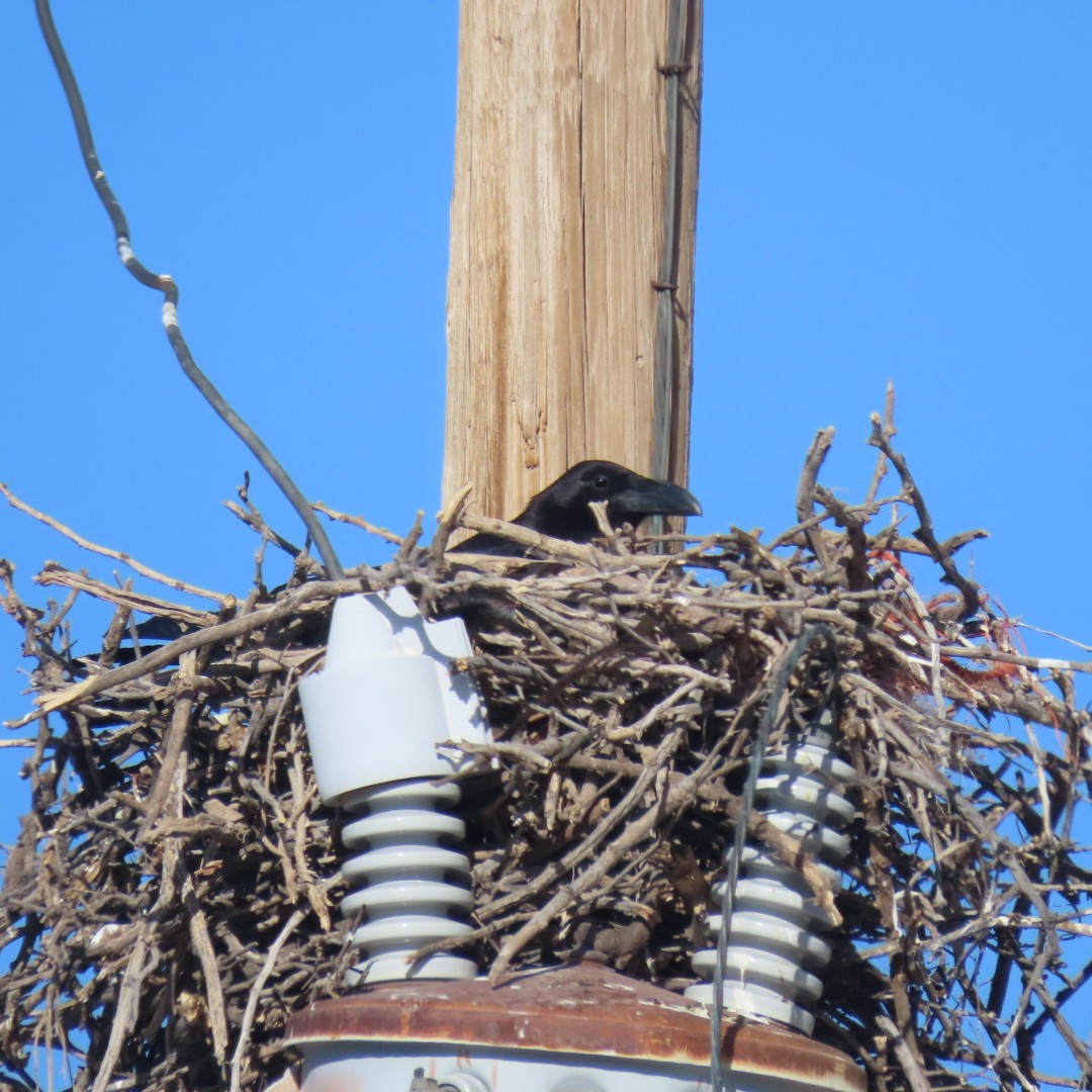 Chihuahuan Raven - ML568637751