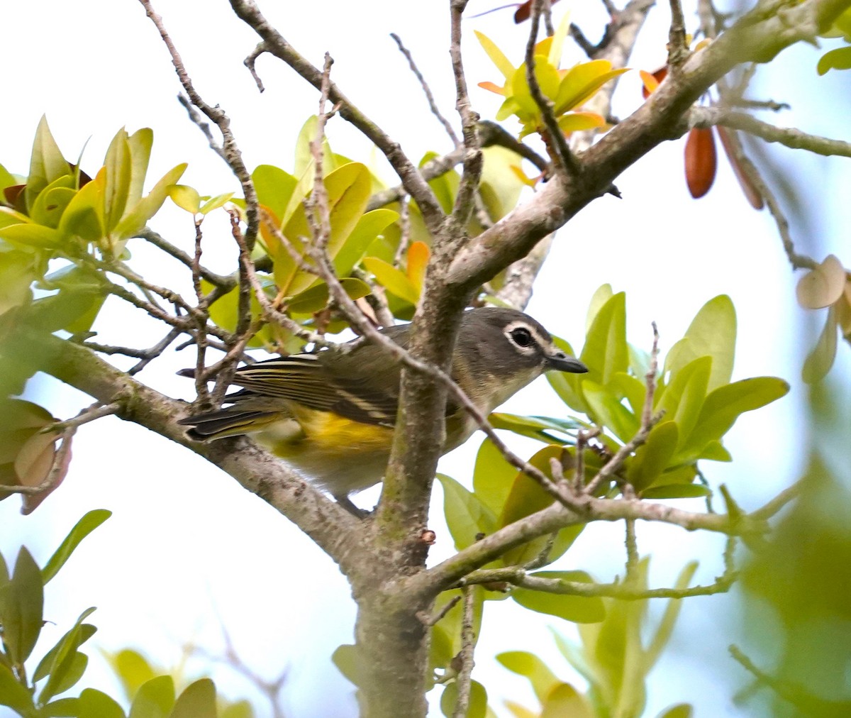 Blue-headed Vireo - Lee White