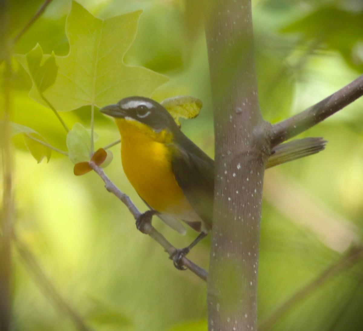 Yellow-breasted Chat - ML568638071