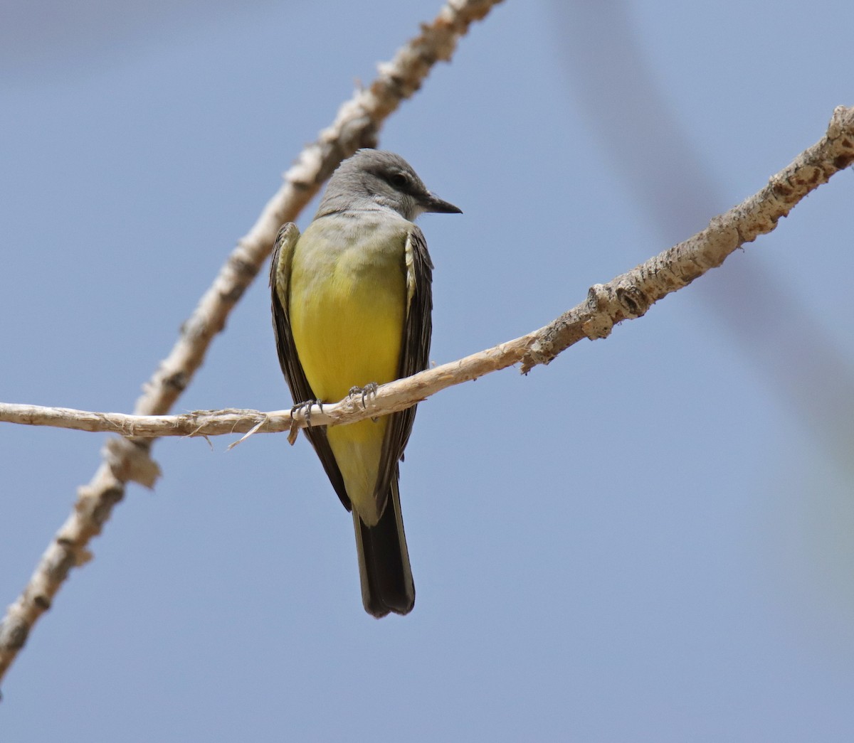 Western Kingbird - ML568638191