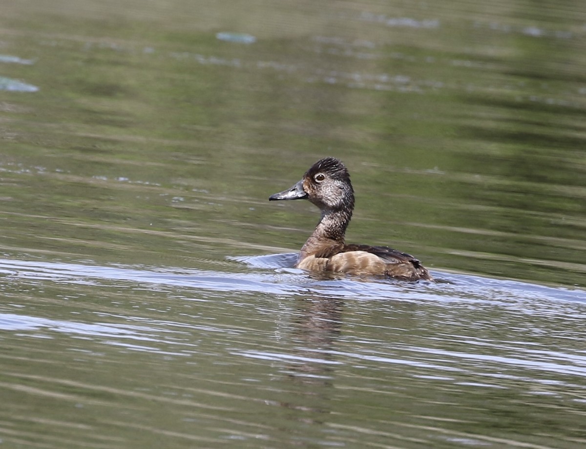 Ring-necked Duck - ML568638221