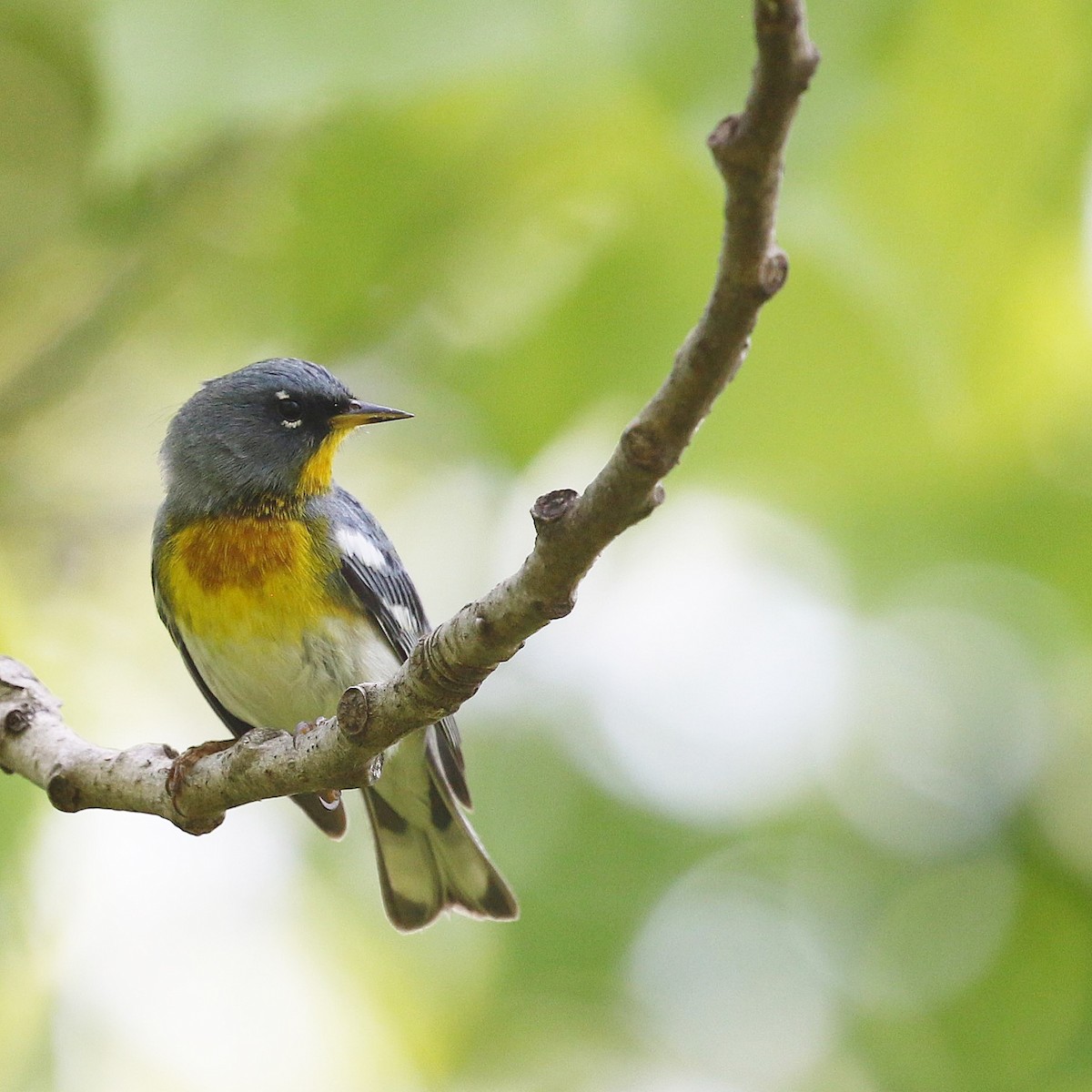 Northern Parula - ML568638301