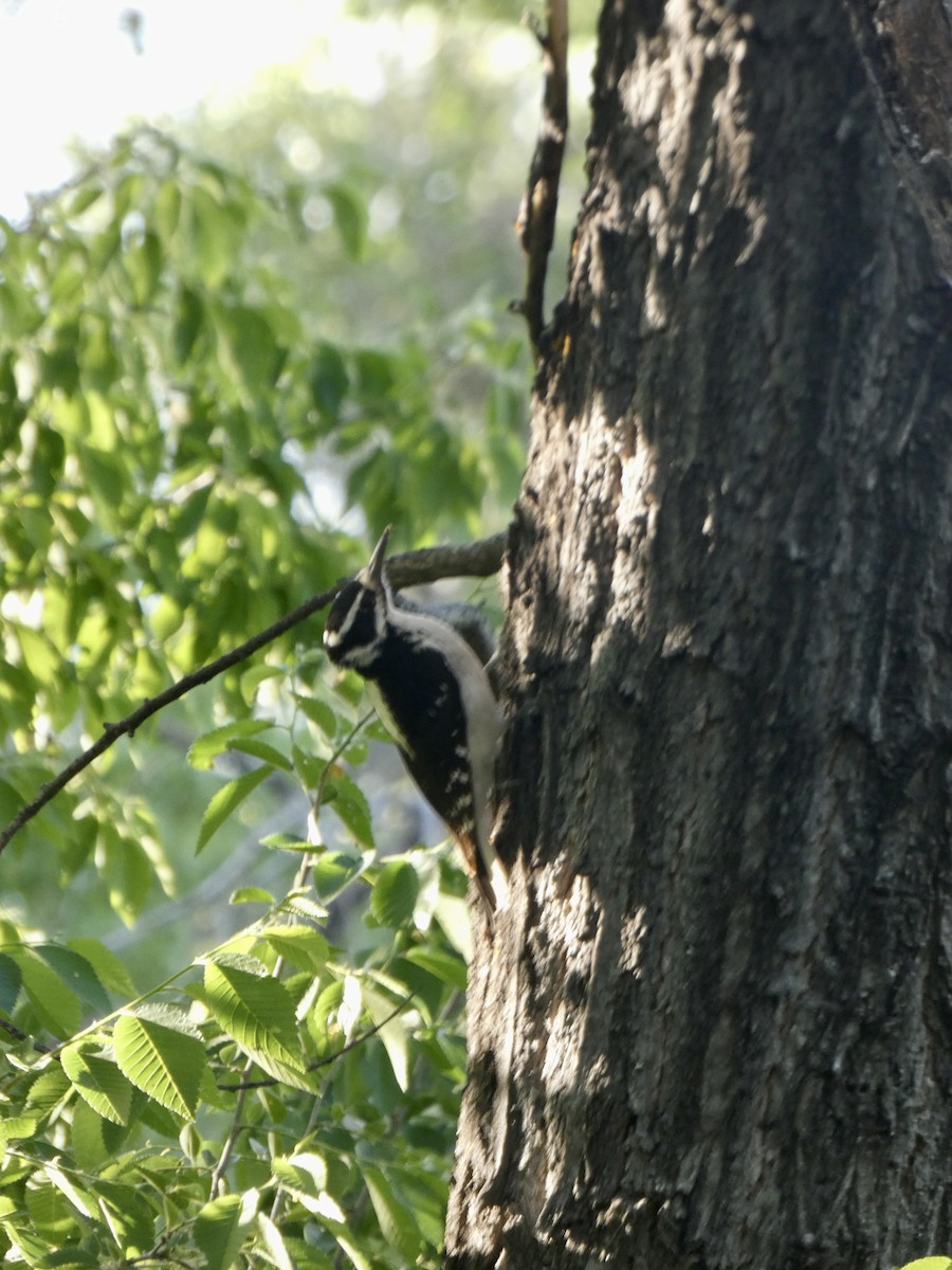 Hairy Woodpecker - ML568638361