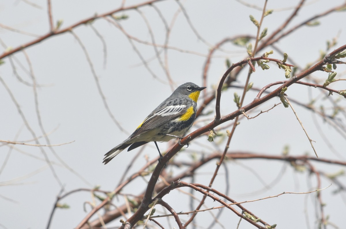 Yellow-rumped Warbler - Ryan M Healey