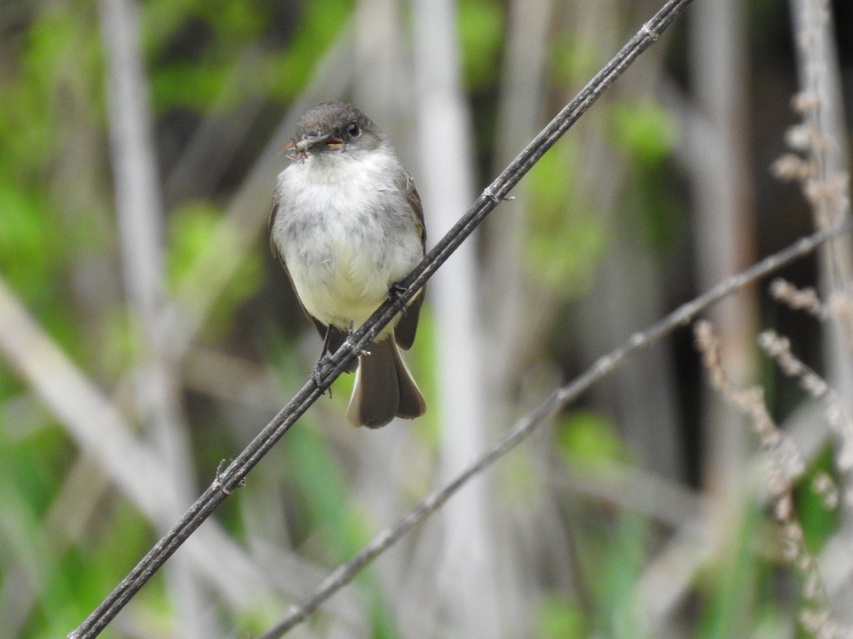 Eastern Phoebe - ML568639431