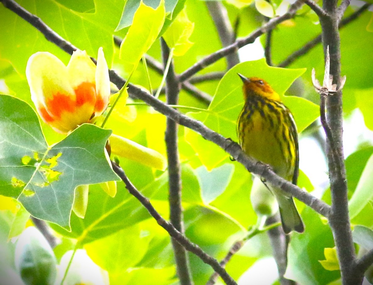 Cape May Warbler - ML568639631