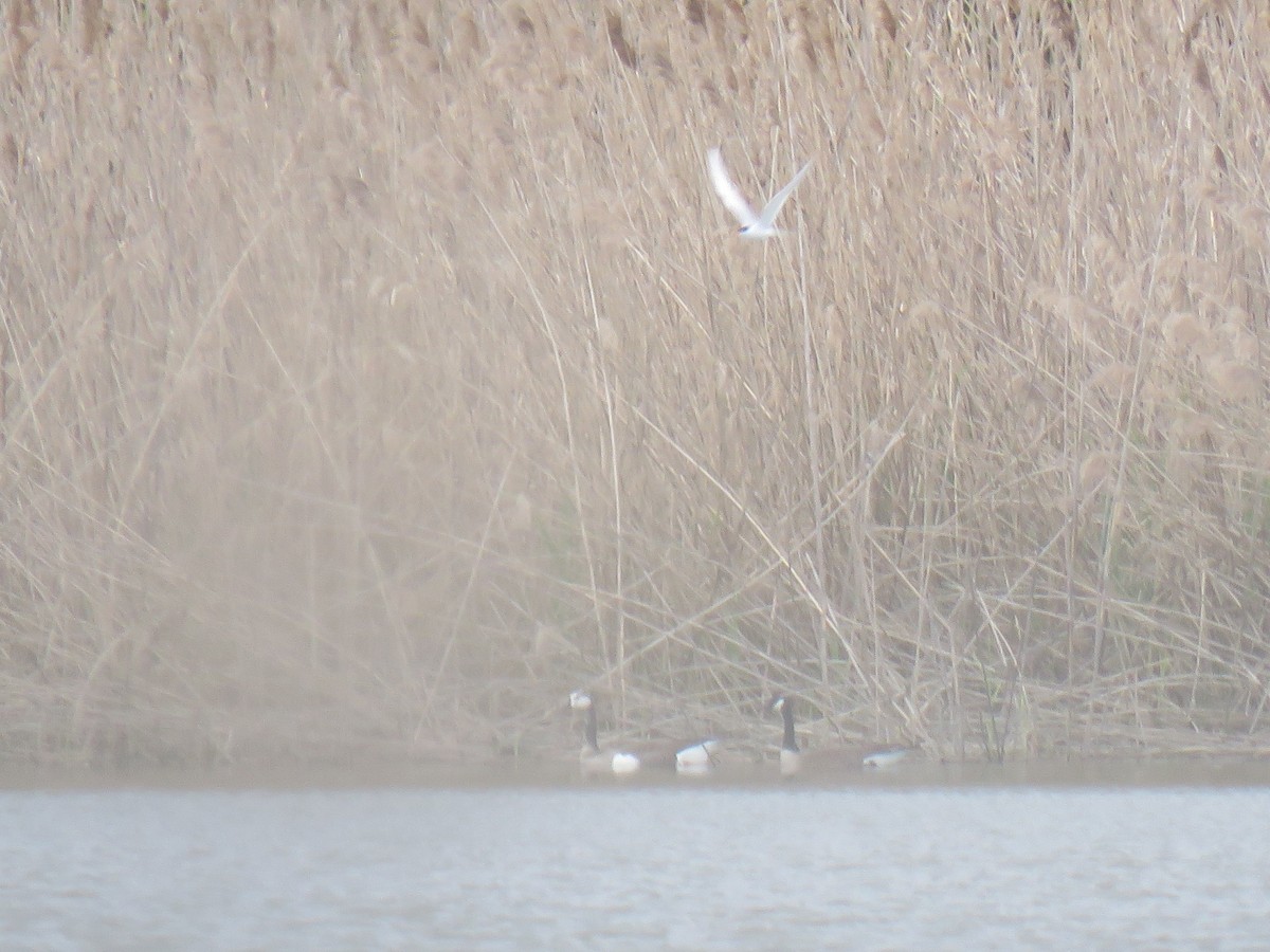 Forster's Tern - ML568639781