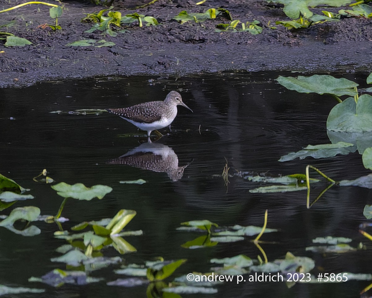 Solitary Sandpiper - ML568641371