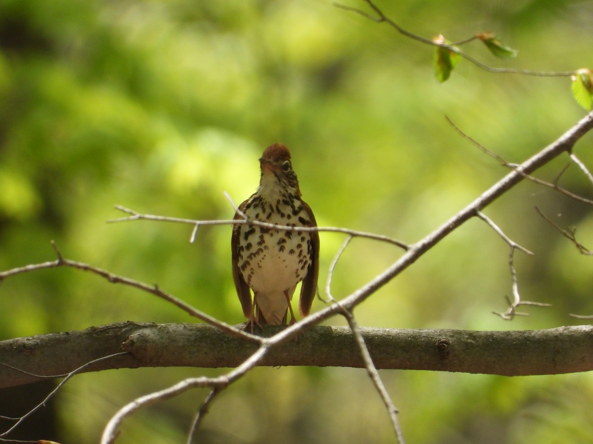 Wood Thrush - Chad Wilson