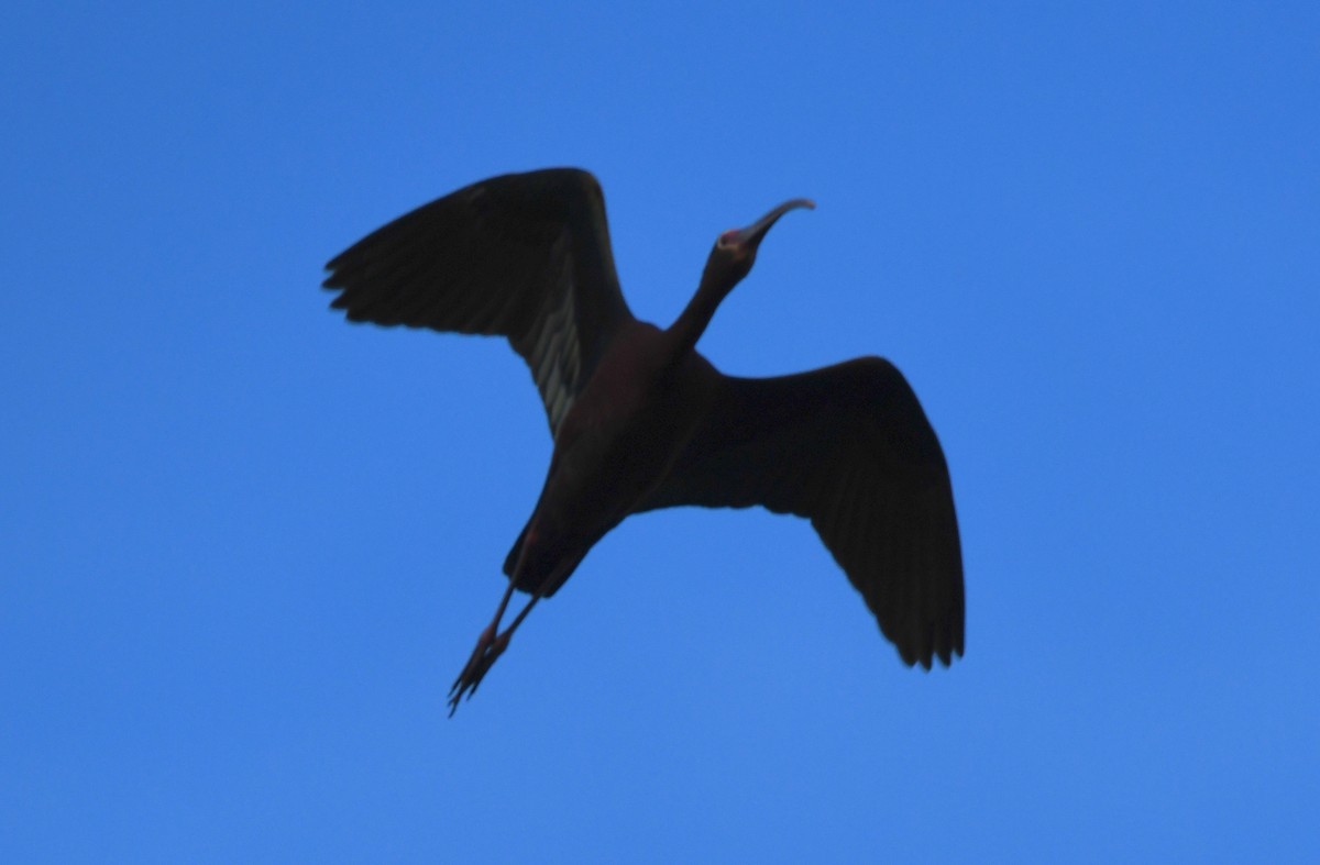 ibis americký - ML568642121