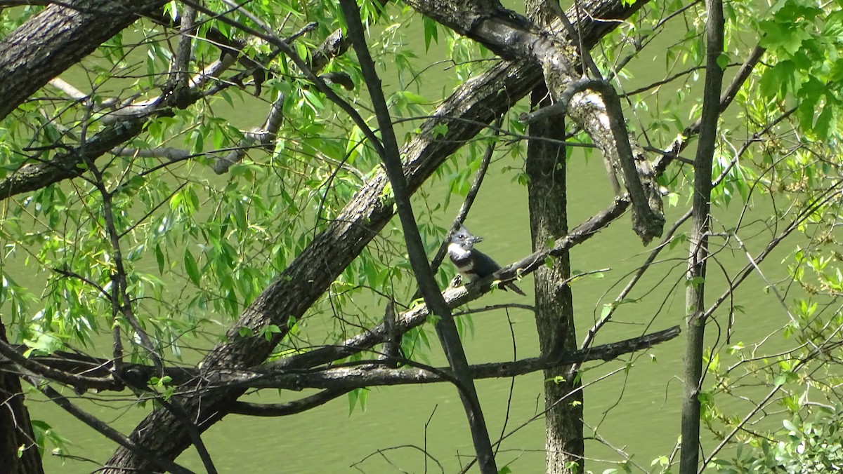Belted Kingfisher - Amy Simmons