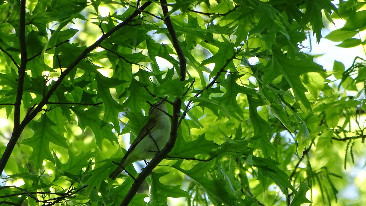 Red-eyed Vireo - ML568642791