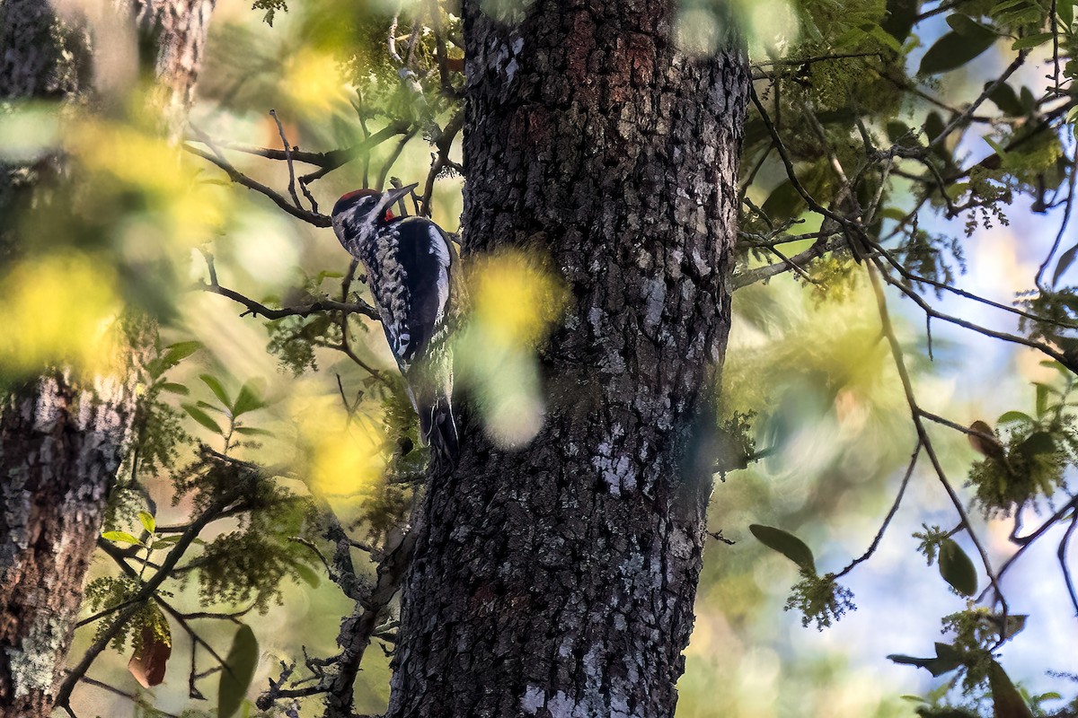 Yellow-bellied Sapsucker - ML568643491