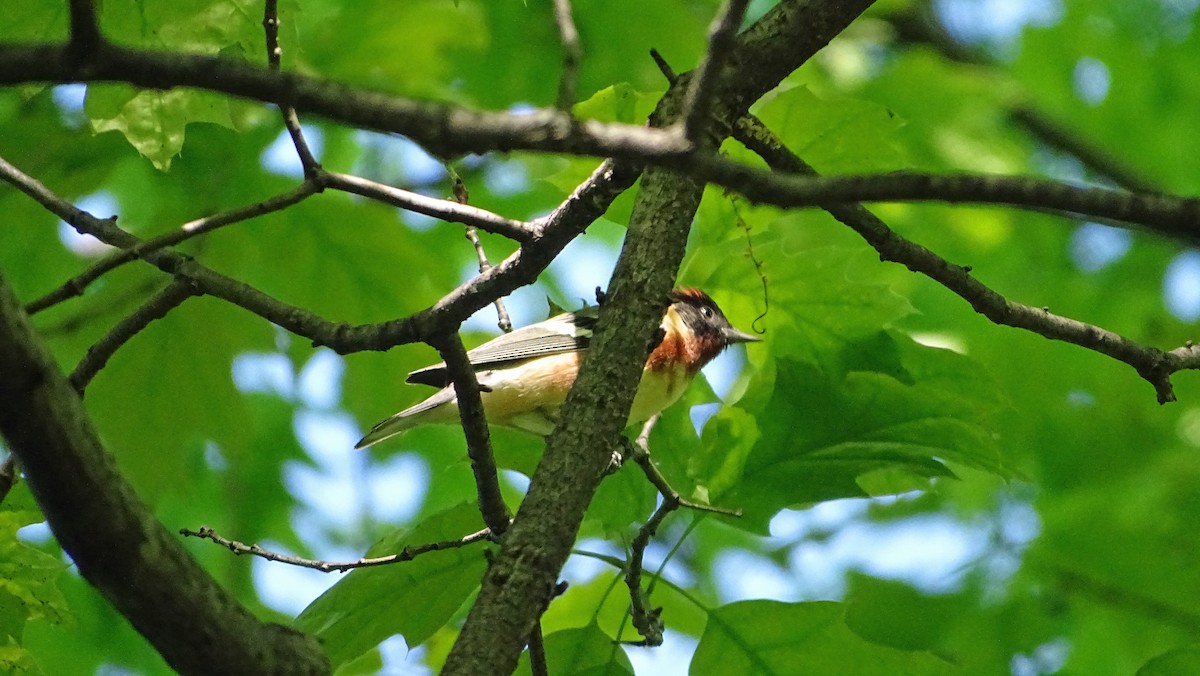 Bay-breasted Warbler - ML568643721
