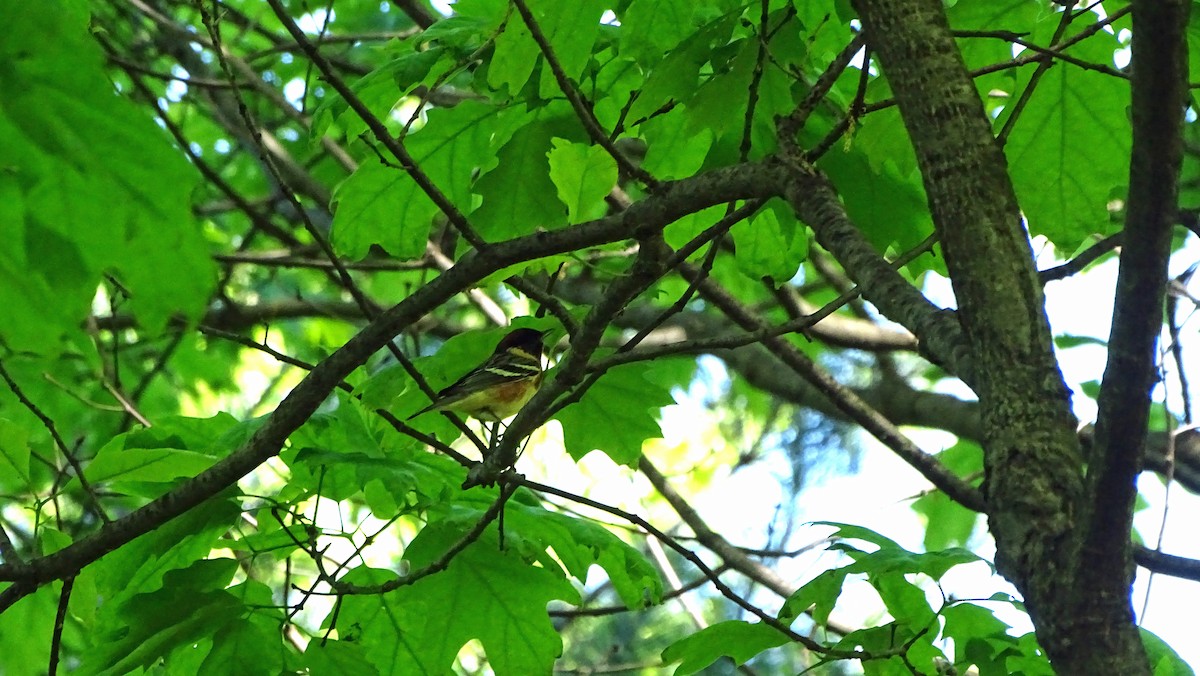 Bay-breasted Warbler - ML568643741