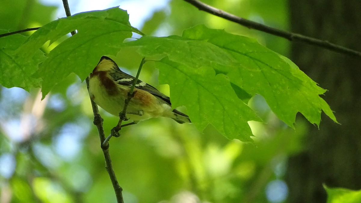 Bay-breasted Warbler - ML568643871