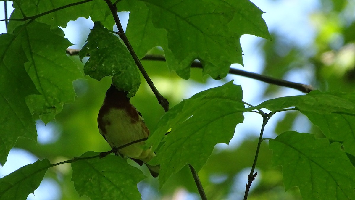 Bay-breasted Warbler - ML568644001