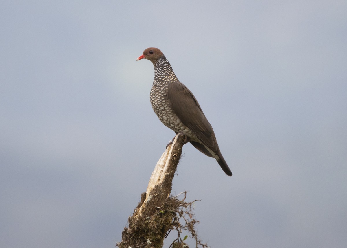 Scaled Pigeon - ML568644191